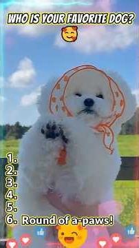 6 Cutest Dogs That Will Make Your Day! 🥺❤️