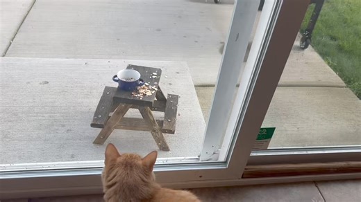 44K views · 2.3K reactions | “Chipmunk back” his little voice 殺 | The Cat Named Carrot | Facebook