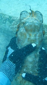 1.4M views · 10K reactions | Big slipper lobster 荒 #fishing #ocean #snorkeling #lobsterfishing #spearfishing #freediving #pescaartesanal #pescasubmarina #lobstering #pesca | Eliam Fishing Mx | Facebook