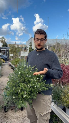 Which of these flowering plants do you like best? #plants #garden #tips