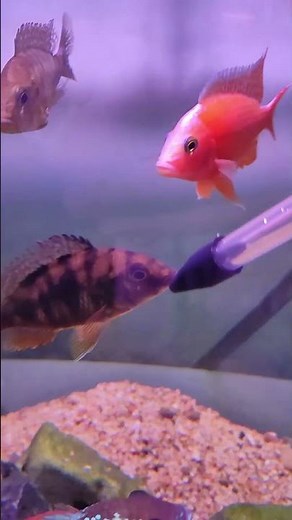 Water Changing, Gravel Cleaning, & Coral Feeding