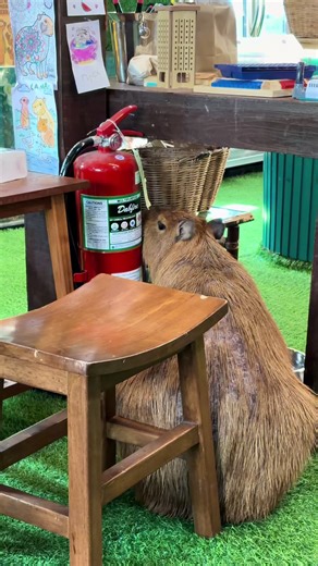 Capybaras: Chill Vibes in Bangkok