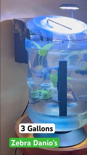 Zebra Danio Fish #fishtank#aquarium#fish#diy