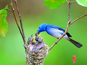 father Black-naped Monarch (黑枕王鹟,Hypothymis azurea) feeds the young. Beautiful azure-blue male exhibits a black nape patch and a thin black gorget. ❤Beijing朋友 ❤❤❤ #Wildlife #birds #travel #Nature #Peace #China #beauty #beautiful #love | Lin hillside