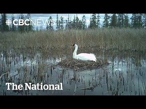 Critical whooping crane habitat largely saved from wildfire, Parks Canada says