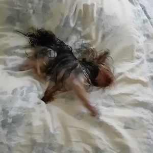 18K views · 644 reactions | Yorkshire terrier after bathing | BuzzSharer Yorkshire Terriers | Facebook