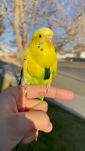 Budgie Outside with Harness and Leash🐥🥰🤩