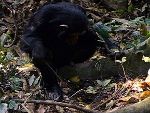 The Truth About Chimps