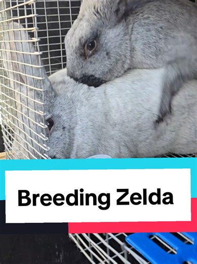 Breeding Zelda: A Guide to Raising Meat Rabbits