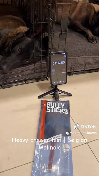 Belgian Malinois Heavy Chewer Test