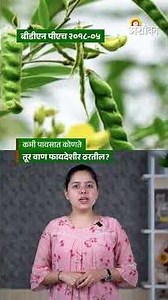 Tur Varieties: कमी कालावधीत येणारे तुरीचे वाण कोणते? | Agrowon