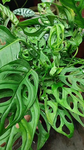 Found alocasia dragon silver seeds in a pot monstera plant #findingplant #seedplant #alocasiadragonsilver #happygardening #reels | Anaa Koorneia