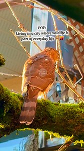 29 reactions · 9 comments | A young Cooper’s Hawk. #coopershawk #juvenilecoopershawk #birdphotography #fblifestyle | G Ruth Dianne Castillo | Facebook