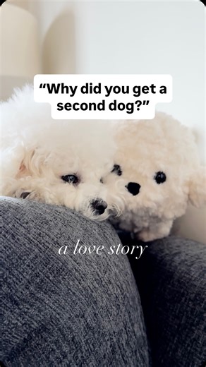 THE BICHON BABIES ☁️🤍🎀 on Instagram: "one big bichon family ☁️🤍🐻‍❄️ follow for more! the puppies are officially one week old! it’s been so wonderful sharing daily updates with all of you. we are so blessed with these precious, perfect angels. 💗 actually, the real story of why we got Bunny is because I wanted to surprise my mom with a bichon puppy. Her first dog over 30 years ago was a beautiful bichon who passed away when I was really little, but we all still remember and love him very much