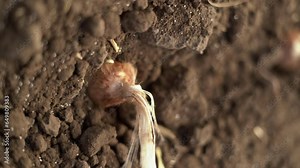 Growing saffron. Planting crocus bulbs in the ground in the fall. Spicy seasoning saffron