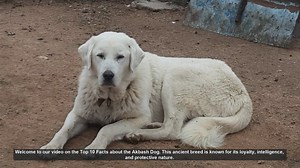 Top 10 Fascinating Facts About the Akbash Dog