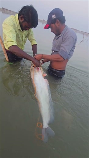How big is the fish trapped in the net? It will have to be pulled out by tying it with a rope #fish