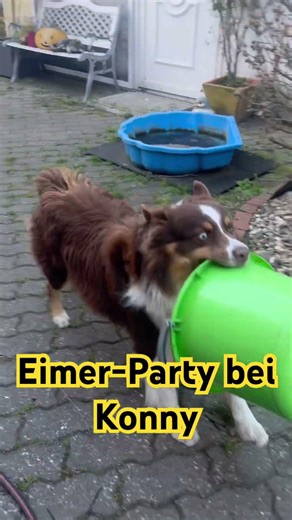 Konny flippt aus: Eimer-Konzert zur Begrüßung! 🥁🐾💥“ ... (#18)