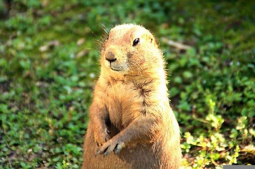 The Groundhog’s Paws, Feet, And Claws