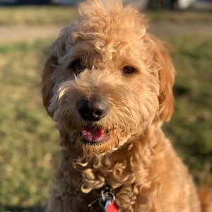 Goldendoodle (Poodle X Golden Retriever) - OodleLife®