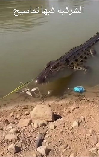 #ترند ذكاء اصطناعي تماسيح