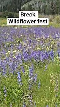 Breckenridge Wildflower Festival #colorado #breckenridge #travel #hiking #mountains #nationalpark