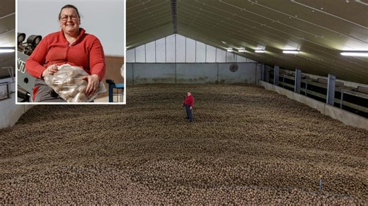 Boeren verkopen duizenden kilo’s aardappelen tegen lage prijzen om overschotten weg te krijgen: “Schuif pasta en rijst even aan de kant”