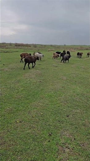 Why Are These Sheep Running? 🐑😳