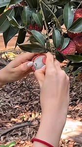 2.4M views · 30K reactions | Buah Leci Dijadikan Pakan Ternak #gardening #pertanian #tipsberkebun #fyi #reels #trikpintar #fblifestyle | Kodam Grow | Facebook