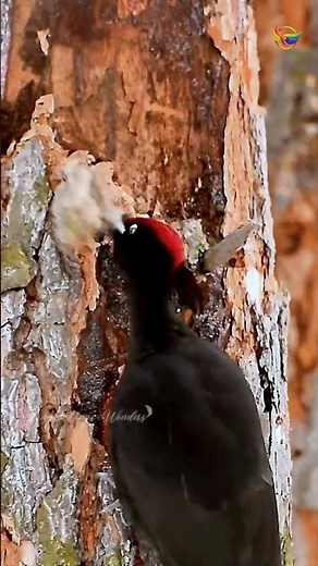 Watch This Woodpecker Work!