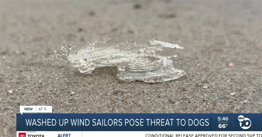 Washed up 'by-the-wind sailors' pose threat to dogs at beaches