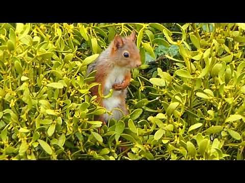 ein Eichhörnchen mit Baby