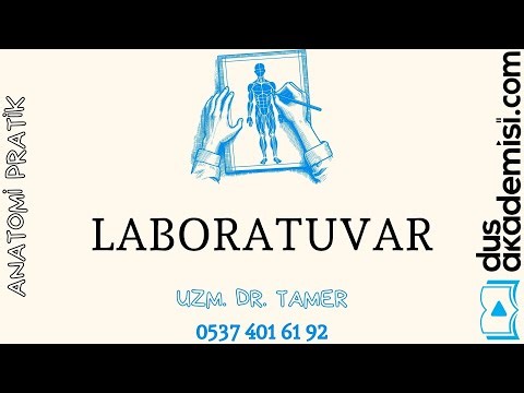 Anatomi Pratik - Vestibulum Oris - Cavitas Oris Propria - Pharynx