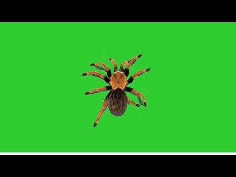 Real spiders crawling green screen effect