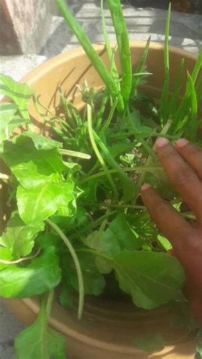 Watering Plants I plant