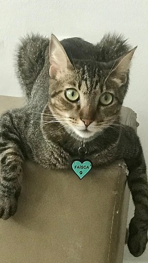 Isso tudo só pq eu puxo o bonde das 6hs? Minha nossa!!! 🤭😹 Na sua casa também é assim? 🐾 Faisquinha 🐾 📲 siga @marriegatinhaa ……………… #memedegato #meme #gatosfofos #felinosfofos #fofuradodia #fofuradamamãe #meow #gatosengraçados #superreels | Marrie Gatinhaa