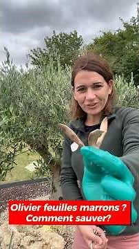 Olive tree has brown leaves? How to save it?