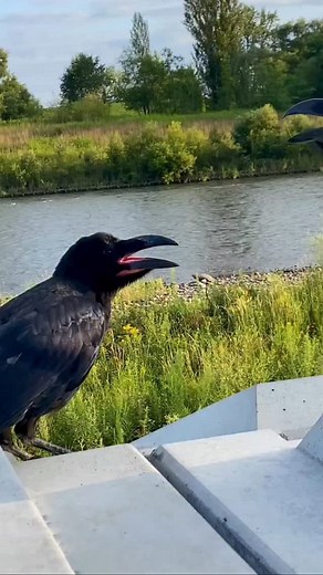 Just a little baby crow cuteness for you today 🐦‍⬛❤️ I’ve been a bit MIA on vacation, but I’ll be back to my usual posts by the end of the month! #rakasuthecrow #crow #crows #crowsofinstagram #crowlovers #lovecrow #corvid #corvids #peacefulmind #カラス #crowslife #junglecrow #ravensandcrows #crowpics #crowvideo #crowfriends #cutecrow #babycrow #crowtherapy | Rakasu the Crow