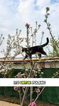 Desain Rumah Kucing Unik