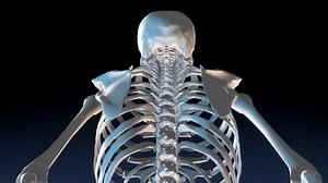骨格システム 骨格 解剖学 - Free video on Pixabay