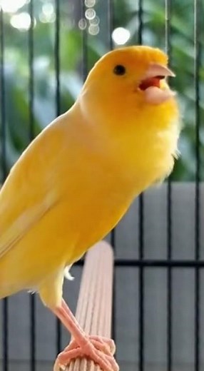 Domestic Canary – Real Yellow Canary Singing in a Cage
