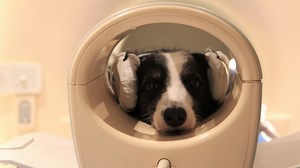 Dogs Can Tell When You're Speaking a Different Language, Scientists Find