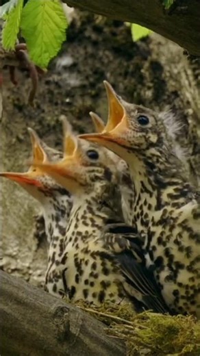 Morning Bird Songs & Birds Feeding Chicks | Calming Nature Sounds for Sleep (Shorts)