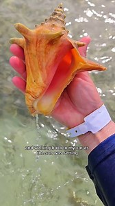 Rare Sea Creature found in Florida! 🤯 #beachfinds #floridakeys #endangeredanimals #sawfish | The Seashell Mermaid