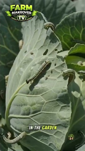 Why Garlic Belongs in Every Cabbage Garden | The Secret Companion Planting Trick