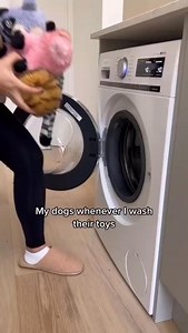 516K views · 11K reactions | DRAMATIC Husky Loses It When His Toys Get Cleaned  | Life With Klee Kai | Facebook