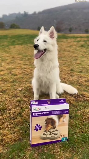 Videos de Aventuras con Loki 🐾 (@aventurasconloki) con “sonido original - Aventuras con Loki 🐾”