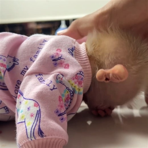 Baby Monkey Taking Soft Bites Like a Little Angel | Newborn Monkey 3M