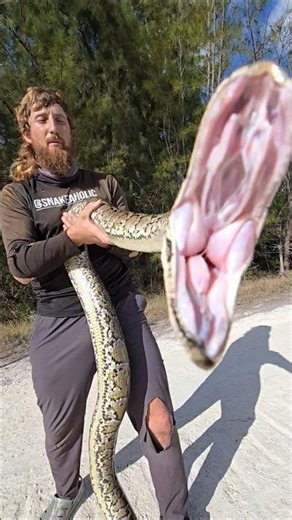 PYTHON ATTACK!