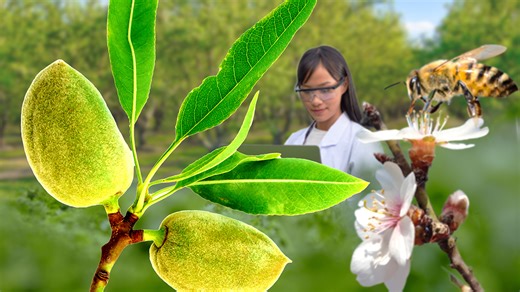 New Self-Pollinating Almond Tree Could Be Huge for a Big Fresno Cash Crop